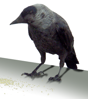 test PNG transparentny